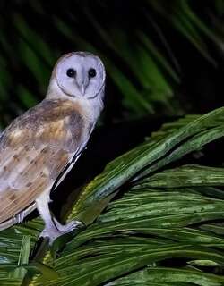 美洲仓鸮 / American Barn Owl / Tyto furcata