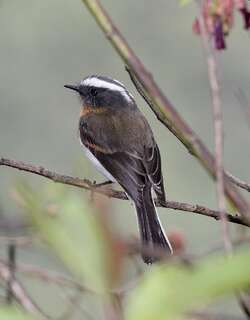 棕胸唧霸鹟 / Rufous-breasted Chat-Tyrant / Ochthoeca rufipectoralis