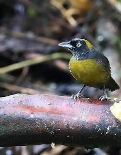 乌脸唐纳雀 / Dusky-faced Tanager / Mitrospingus cassinii