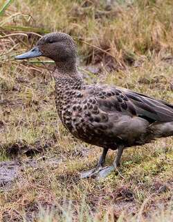 斑头鸭 / Andean Teal / Anas andium
