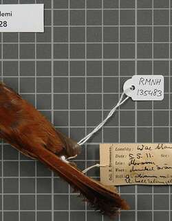 特尼扇尾鹟 / Streak-breasted Fantail / Rhipidura dedemi