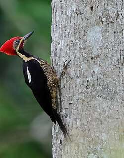 细纹黑啄木鸟 / Lineated Woodpecker / Dryocopus lineatus
