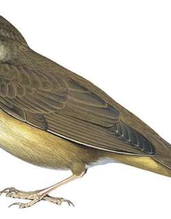 库页岛蝗莺 / Sakhalin Grasshopper Warbler / Helopsaltes amnicola