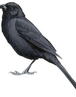 福氏黑鹂 / Forbes’s Blackbird / Anumara forbesi