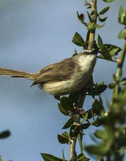 淡山鹪莺 / Pale Prinia / Prinia somalica