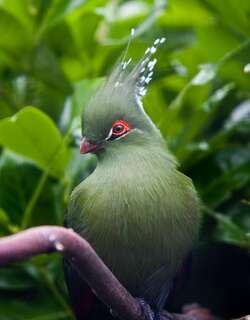 沙氏蕉鹃 / Schalow’s Turaco / Tauraco schalowi