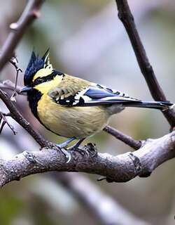 眼纹黄山雀 / Himalayan Black-lored Tit / Machlolophus xanthogenys