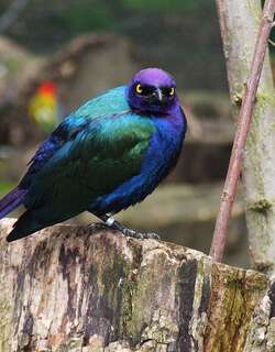 紫辉椋鸟 / Purple Starling / Lamprotornis purpureus