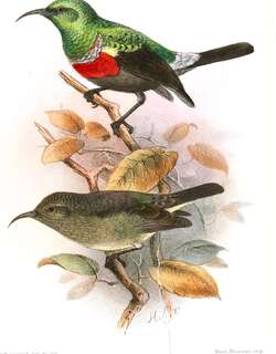 尼氏花蜜鸟 / Neergaard’s Sunbird / Cinnyris neergaardi