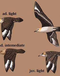 南极贼鸥 / South Polar Skua / Stercorarius maccormicki