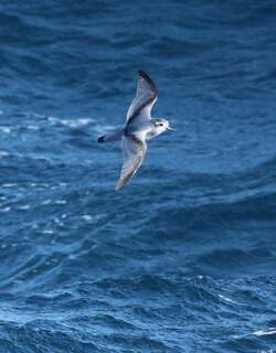 鸽锯鹱 / Antarctic Prion / Pachyptila desolata