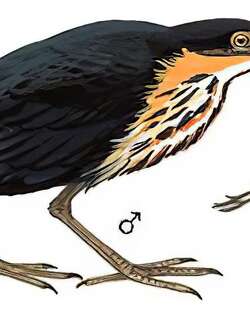 黑鳽 / Black Bittern / Ixobrychus flavicollis