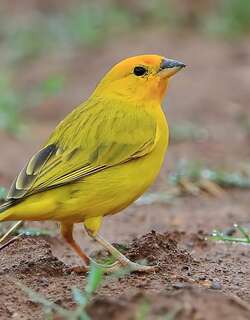橙黄雀鹀 / Saffron Finch / Sicalis flaveola