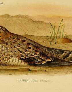 努比亚夜鹰 / Nubian Nightjar / Caprimulgus nubicus