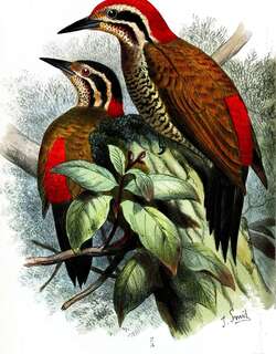 斑喉三趾啄木鸟 / Spot-throated Flameback / Dinopium everetti
