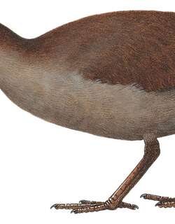 新喀秧鸡 / New Caledonian Rail / Cabalus lafresnayanus