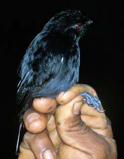 白肩蚁鵙 / White-shouldered Antshrike / Thamnophilus aethiops