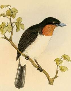 白腹阔嘴鹟 / Samoan Flycatcher / Myiagra albiventris