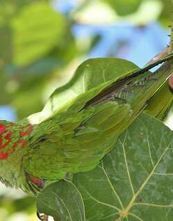 红耳绿鹦哥 / Mitred Parakeet / Psittacara mitratus