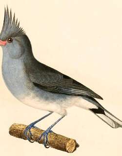 灰冠雀鹀 / Grey-crested Finch / Lophospingus griseocristatus