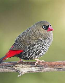 艳火尾雀 / Beautiful Firetail / Stagonopleura bella