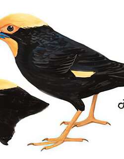 金冠树八哥 / Golden-crested Myna / Ampeliceps coronatus