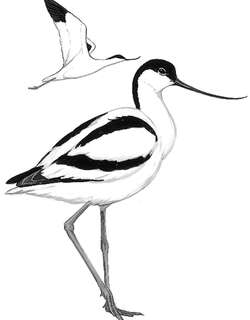 反嘴鹬 / Pied Avocet / Recurvirostra avosetta