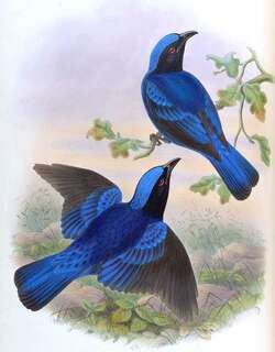 蓝腹和平鸟 / Philippine Fairy-bluebird / Irena cyanogastra