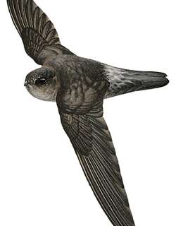 麦氏金丝燕 / Mayr’s Swiftlet / Aerodramus orientalis