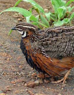 花脸鹌鹑 / Harlequin Quail / Coturnix delegorguei