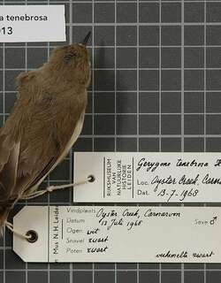 暗色噪刺莺 / Dusky Gerygone / Gerygone tenebrosa