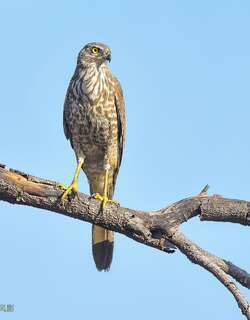 褐鹰 / Brown Goshawk / Accipiter fasciatus