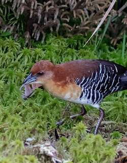 棕脸田鸡 / Rufous-faced Crake / Laterallus xenopterus