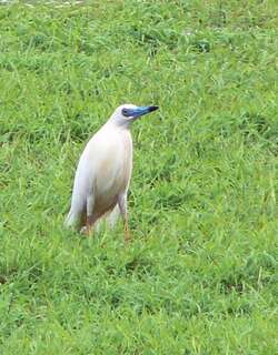 马岛池鹭 / Malagasy Pond Heron / Ardeola idae