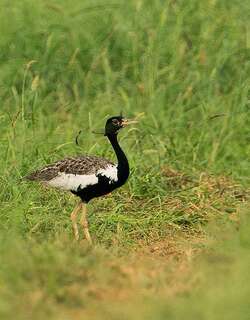 凤头鸨 / Lesser Florican / Sypheotides indicus