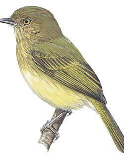 玻利维亚哑霸鹟 / Yungas Tody-Tyrant / Hemitriccus spodiops