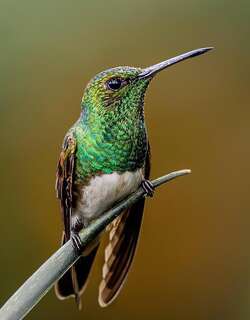 雪胸蜂鸟 / Snowy-bellied Hummingbird / Saucerottia edward