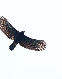 黑鹰雕 / Black Hawk-Eagle / Spizaetus tyrannus