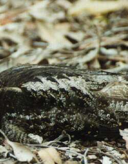 白喉毛腿夜鹰 / White-throated Nightjar / Eurostopodus mystacalis