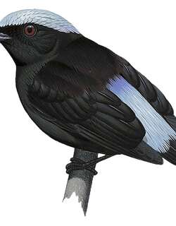 蓝头娇鹟 / Cerulean-capped Manakin / Lepidothrix coeruleocapilla