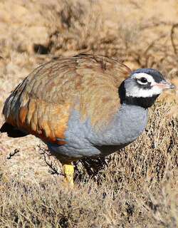 蓝鸨 / Blue Korhaan / Eupodotis caerulescens