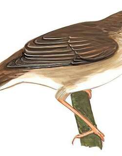 北蝗莺 / Middendorff’s Grasshopper Warbler / Helopsaltes ochotensis