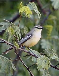 大霸鹟 / Greater Wagtail-Tyrant / Stigmatura budytoides