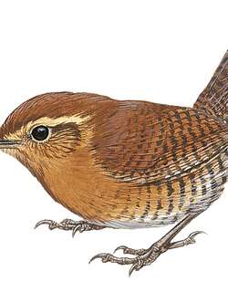 圣岛鹪鹩 / Santa Marta Wren / Troglodytes monticola