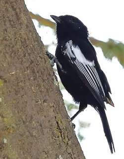 白翅黑山雀 / White-winged Black Tit / Melaniparus leucomelas