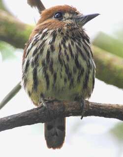 矛蓬头䴕 / Lanceolated Monklet / Micromonacha lanceolata