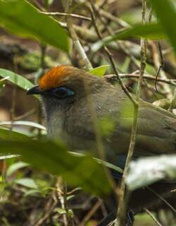 红额马岛鹃 / Red-fronted Coua / Coua reynaudii