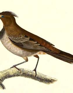 白喉巨灶鸫 / White-throated Cacholote / Pseudoseisura gutturalis