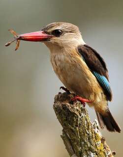褐头翡翠 / Brown-hooded Kingfisher / Halcyon albiventris