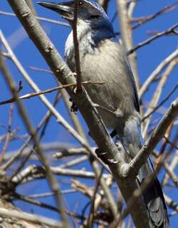 圣岛丛鸦 / Island Scrub Jay / Aphelocoma insularis